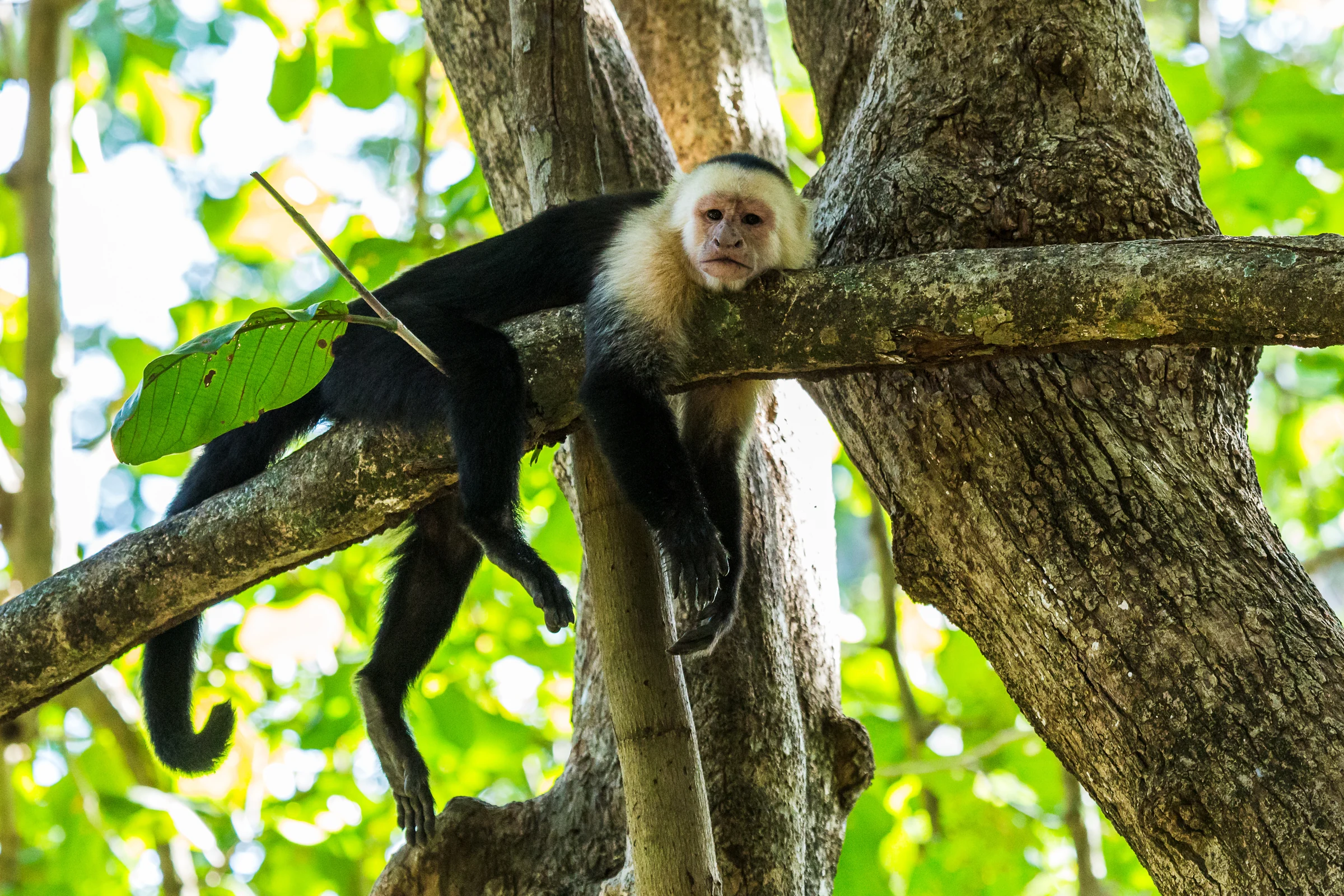 A capuchin monkey resting on a branch