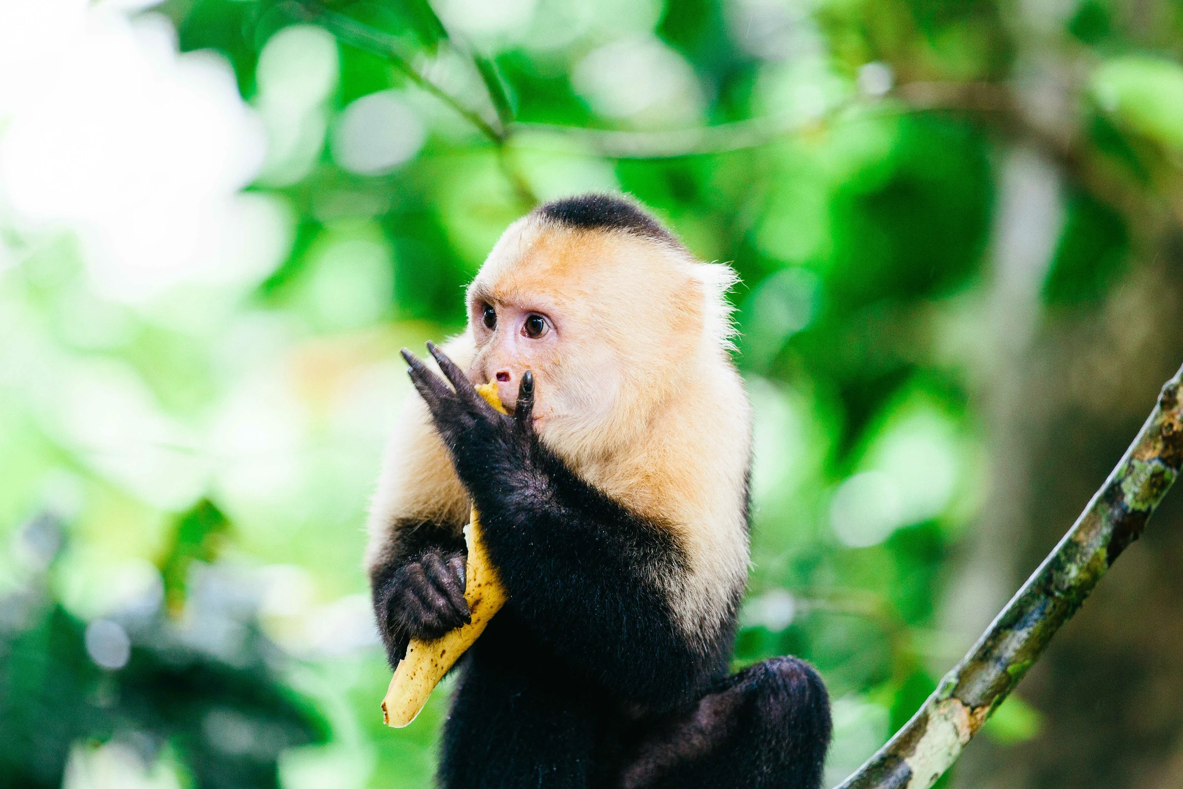 A white-faced capuchin monkey