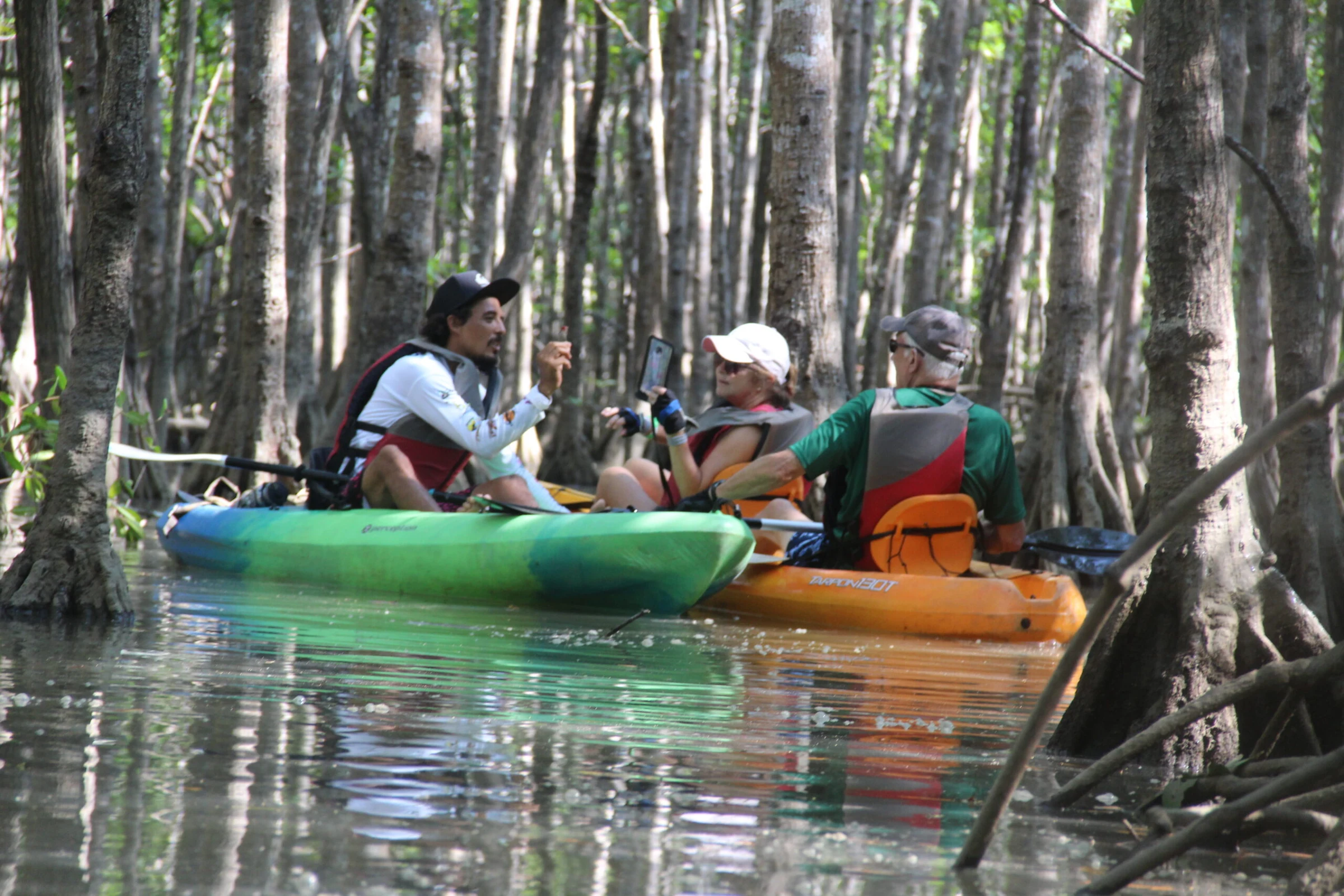 Kayakers paddling through the mangroves