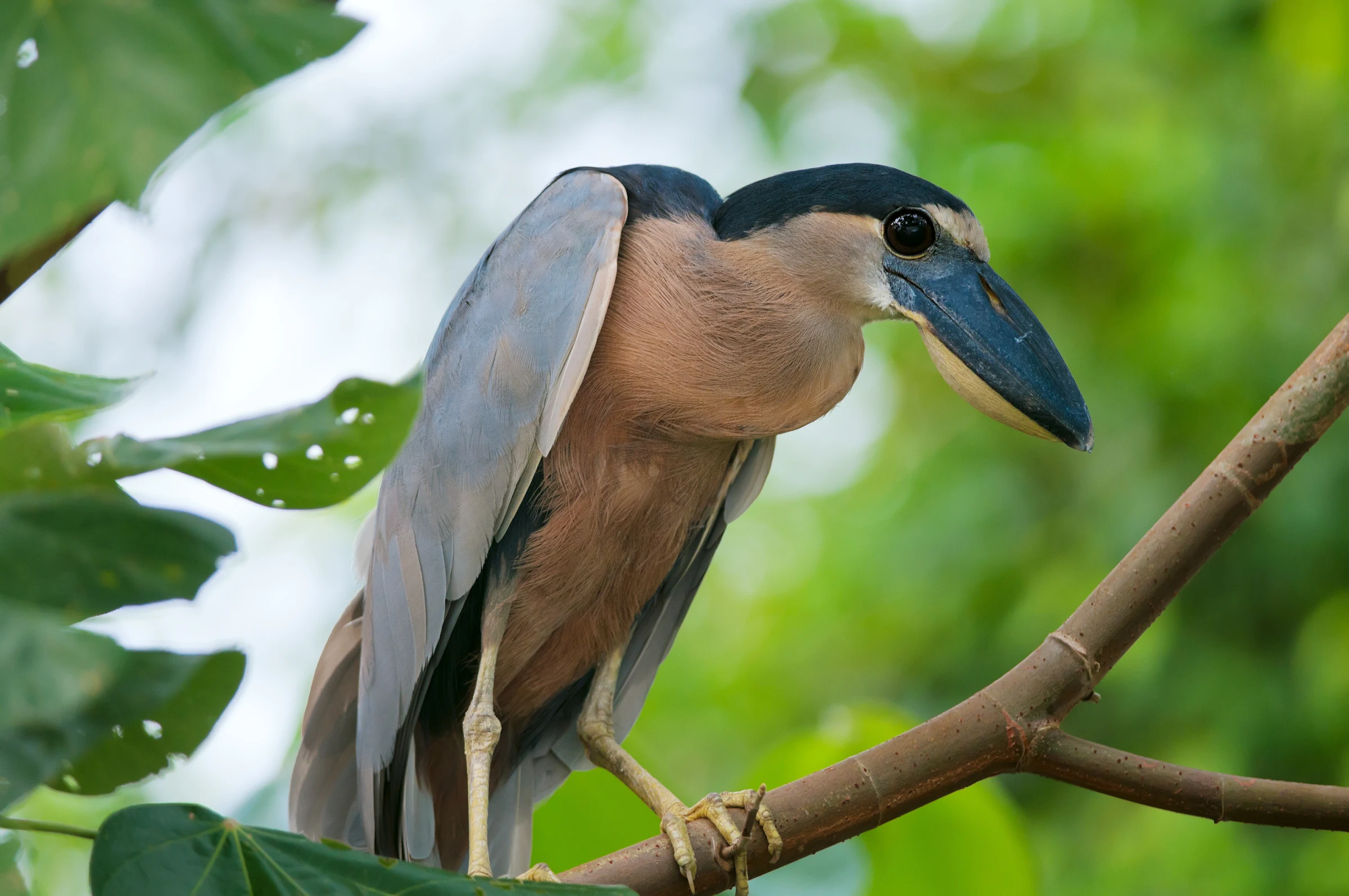 A boat-billed heron on a branch
