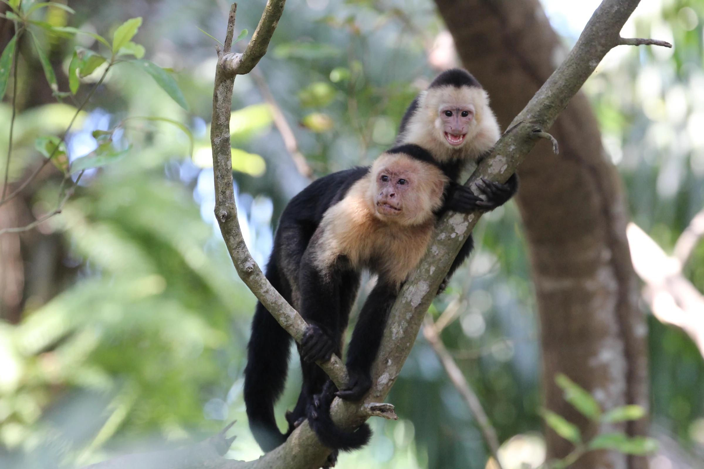 A capuchin monkey climbing a tree