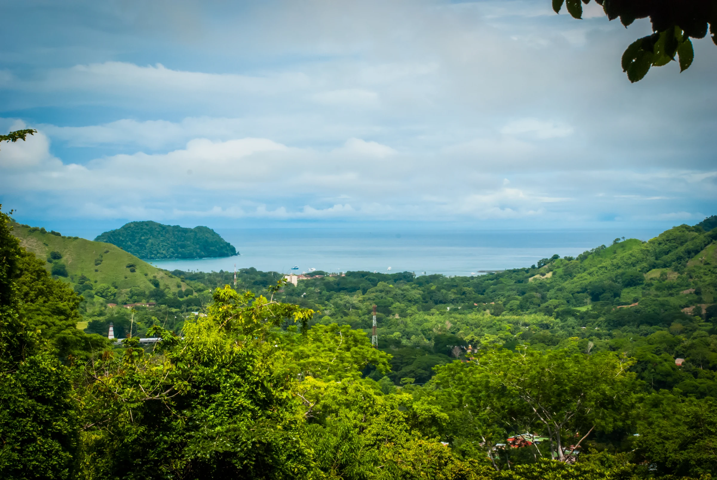 Rainforest canopy with ocean views