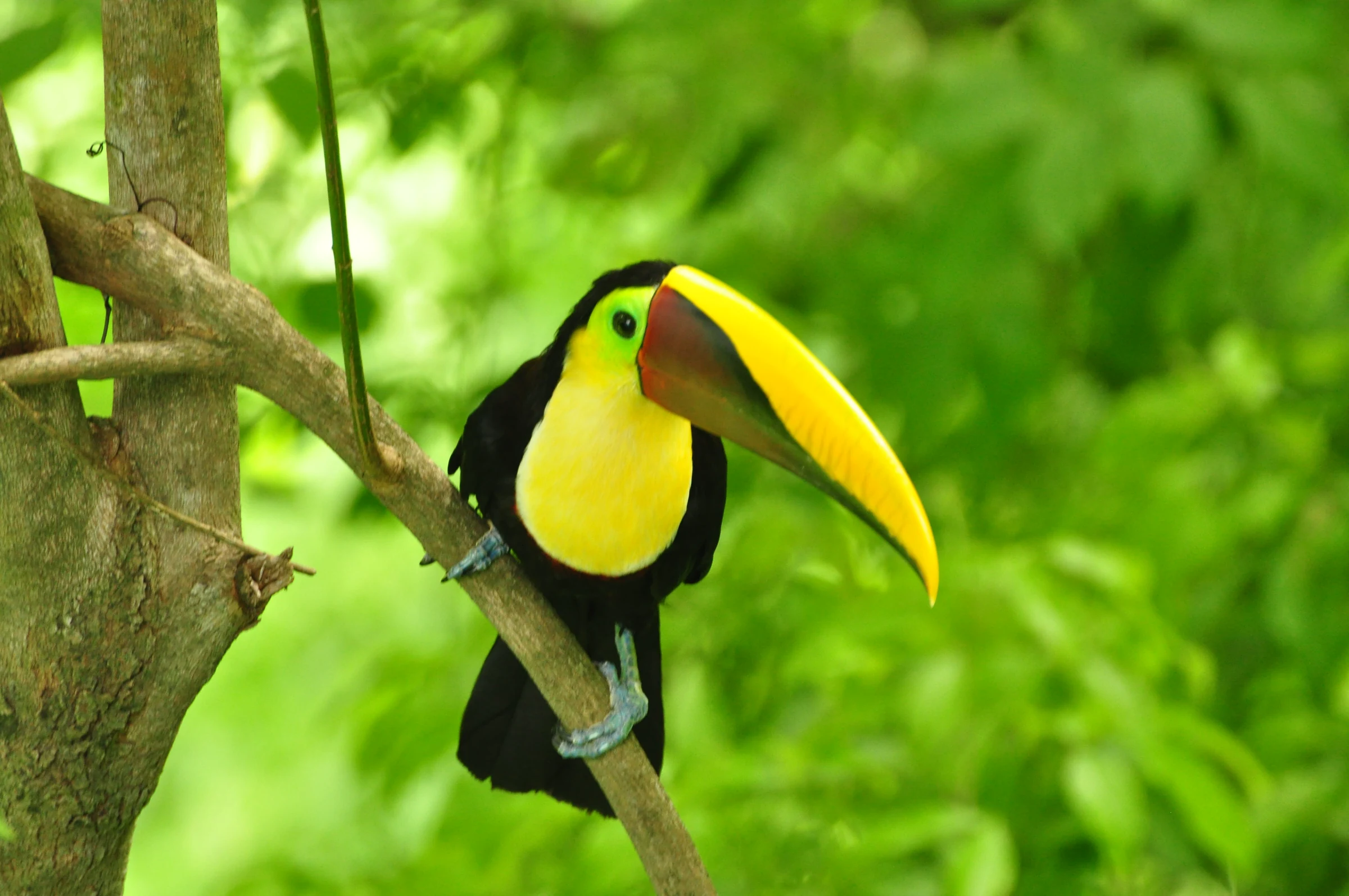 A toucan perched in the rainforest