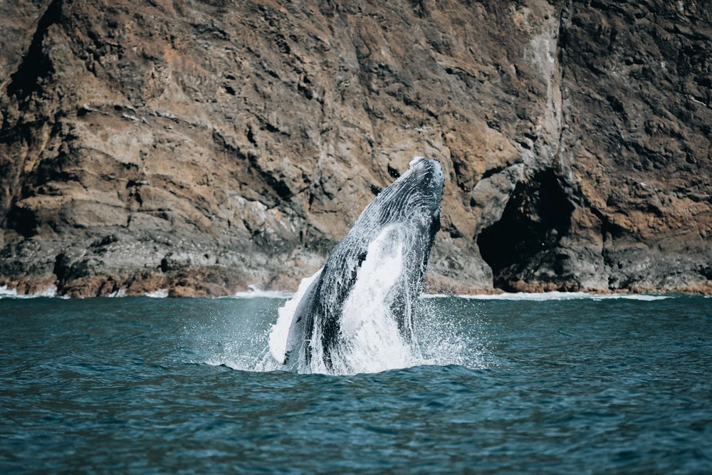 A humpback whale breaching near the cliffs
