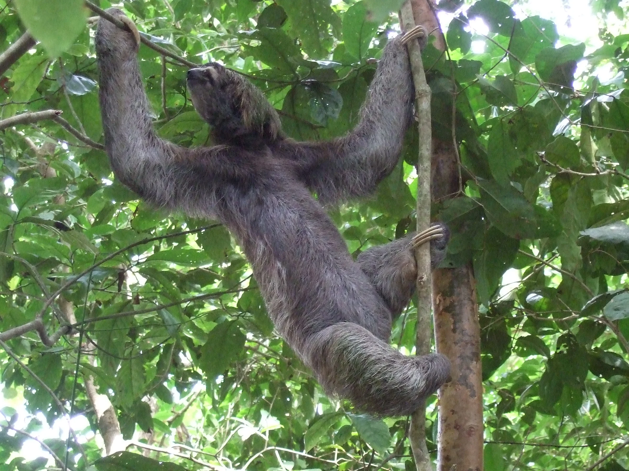 A sloth hanging in the rainforest canopy