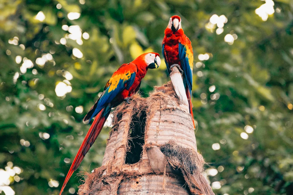 Two scarlet macaws perched on a palm trunk