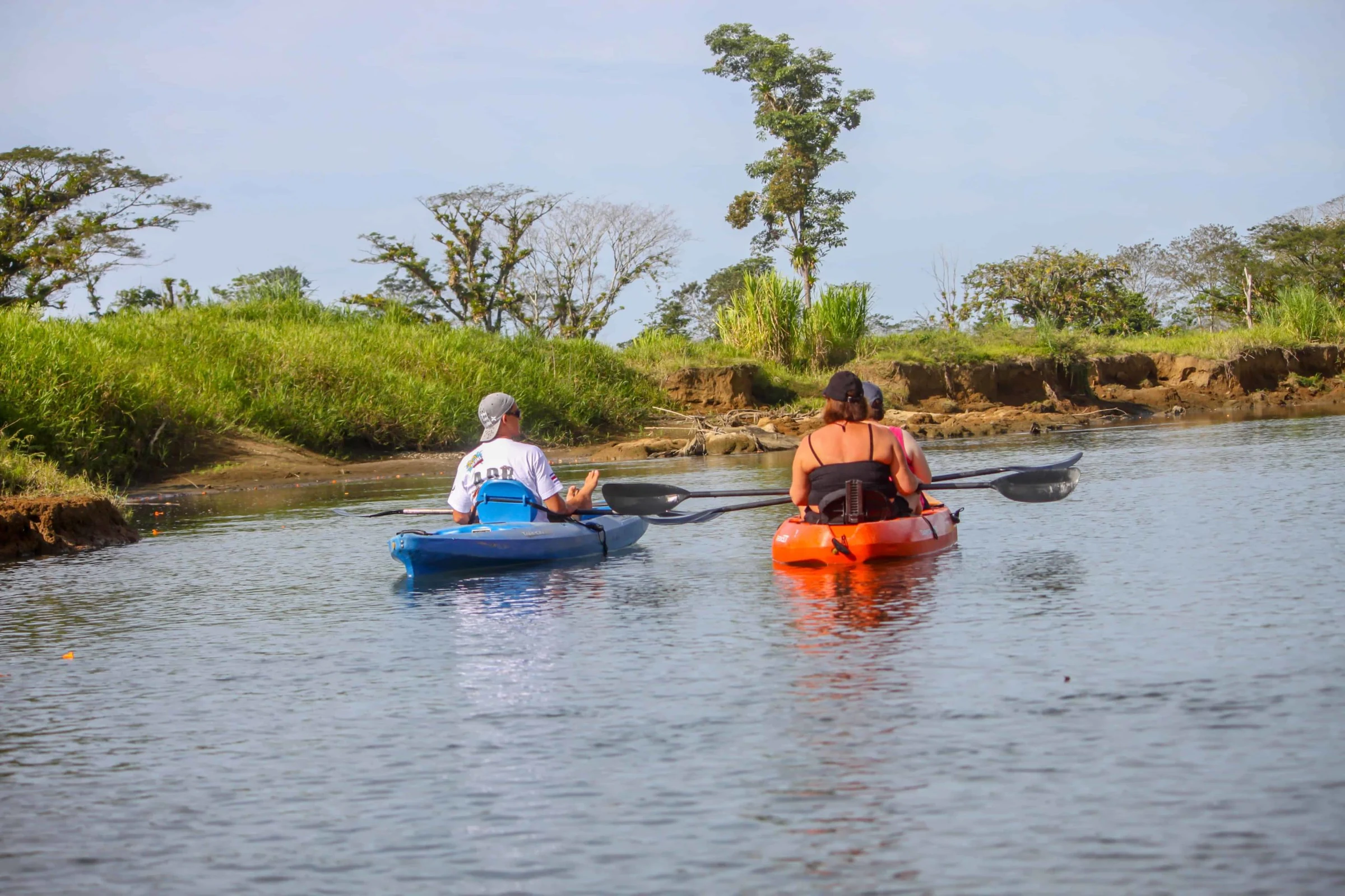 Kayaks gliding along a mangrove river
