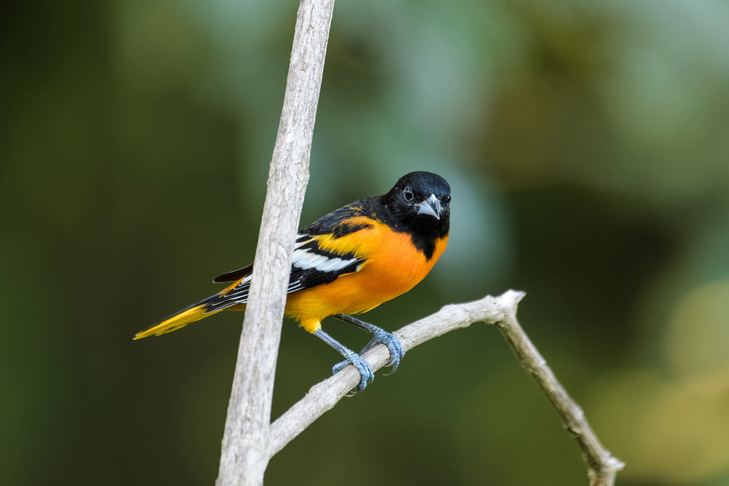 An oriole perched on a branch