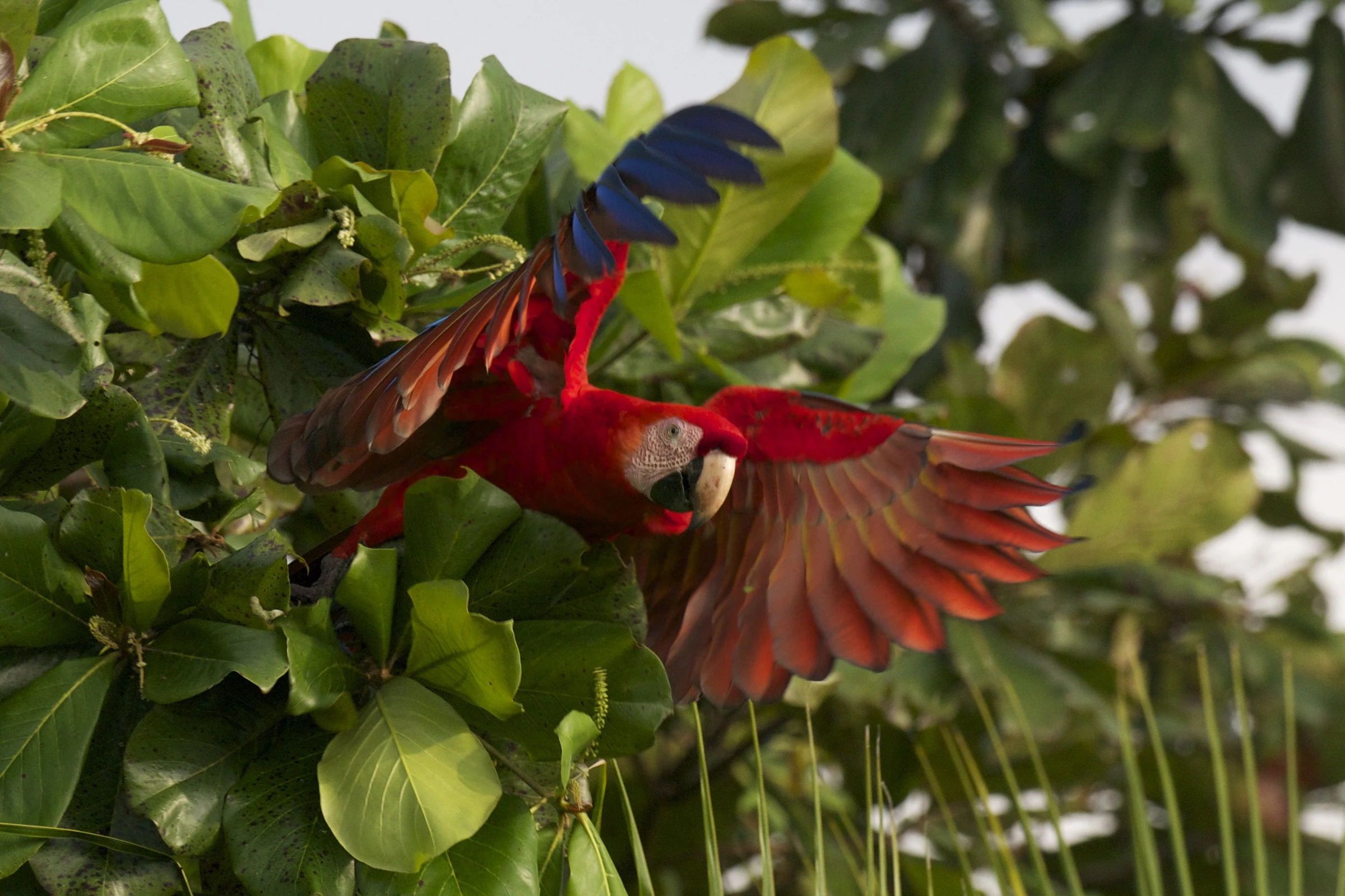 A scarlet macaw in flight