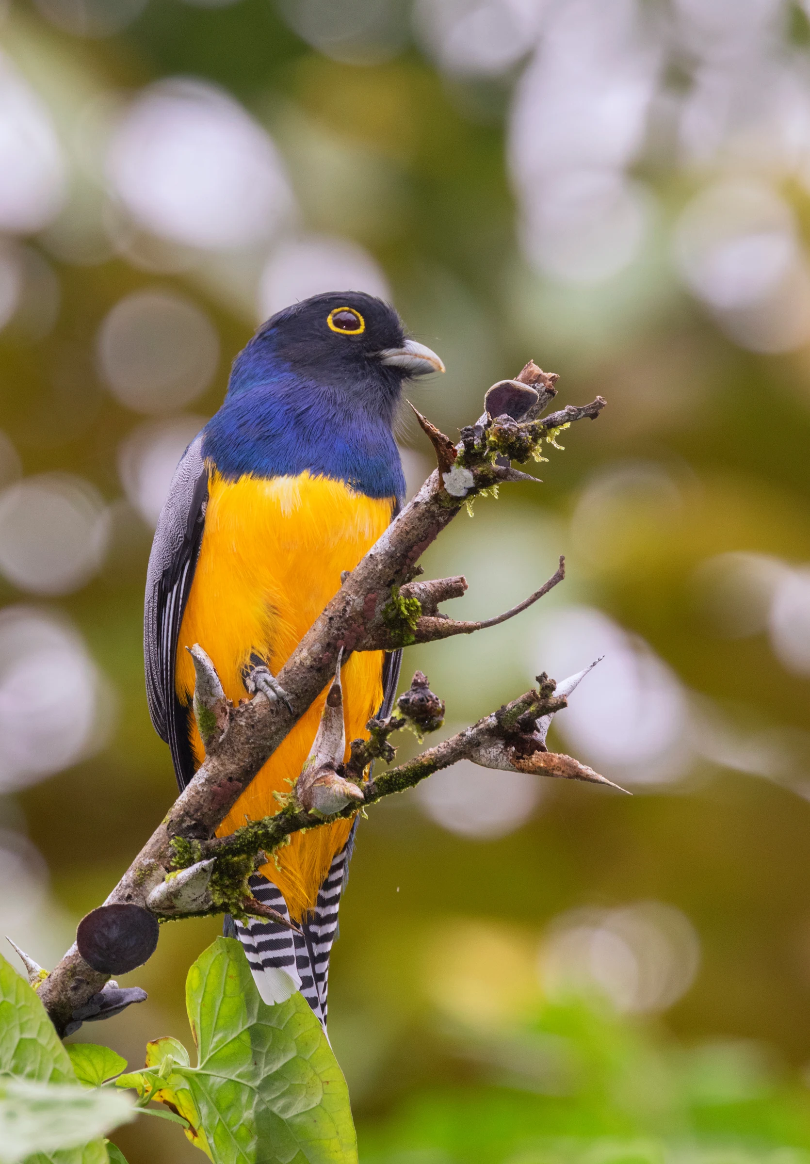 A trogon perched on a branch