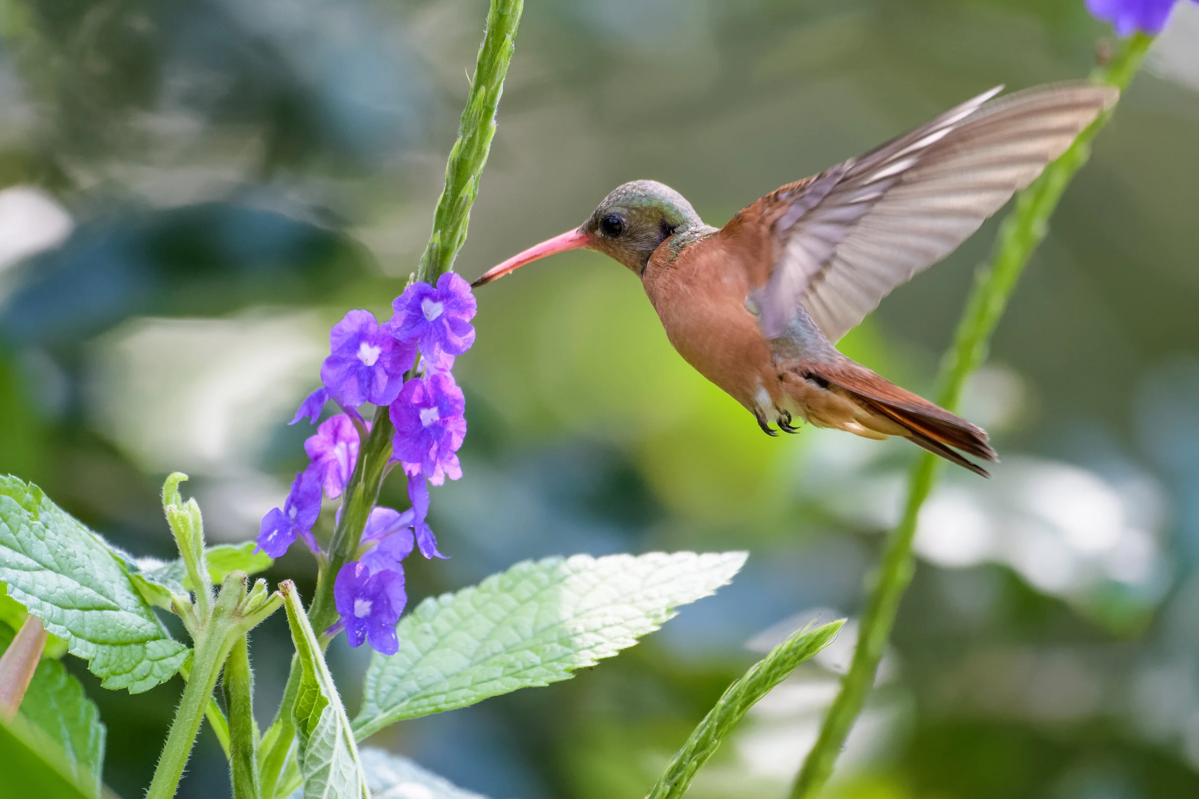 A hummingbird feeding on purple flowers