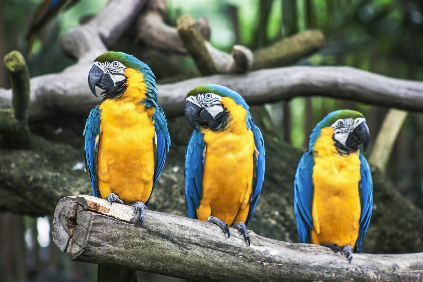 Reading the Costa Rican Seasons